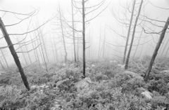 Foggy Trees - Tibet